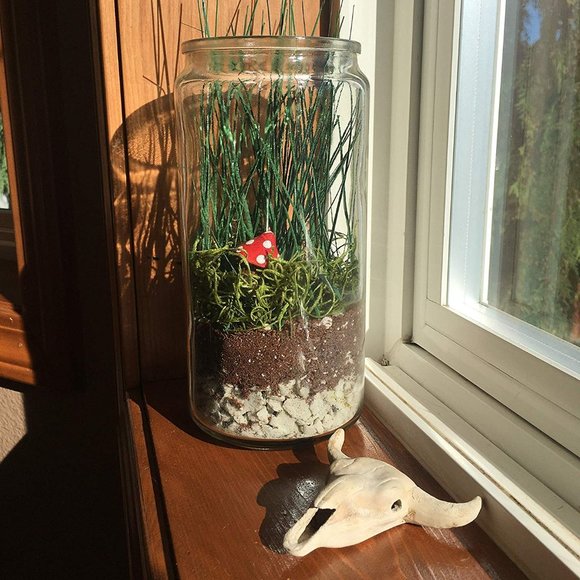 Modern Sprout Accents Terrarium Kit Forest Floor Savannah Ecosystem